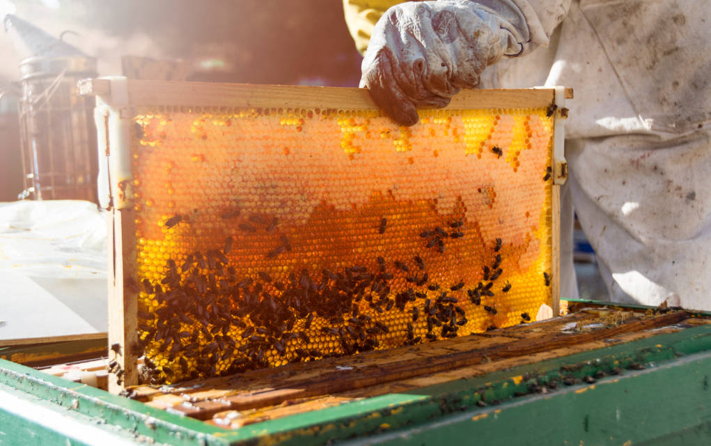 Badges numériques: Les abeilles piquent la curiosité du monde de l’enseignement